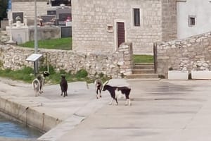 Nakon turista rivu u Savru na Dugom otoku okupirali oni...