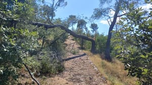 SANIRANO 200 KUBIKA DRVNE MASE Nakon tjedana čišćenja, ponovno za građane otvoren splitski Marjan, no ima i veliko "ALI"...
