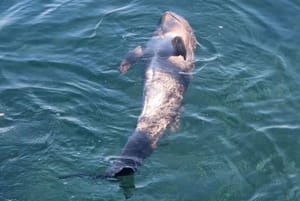 Ozlijeđeno mladunče ugroženog glavatog dupina danima pliva oko Lastova: "Izoliran je od majke nakon što je na njega naletjelo plovilo, gore od ozljeda je to što je sam..."