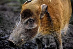 Dva mlada vepra snimljena na Žirju - kako su ovdje dospjeli?