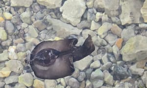 VIDEO Snimili smo neobično jadransko stvorenje - Čuvar okoliša koji mijenja spol kad poželi