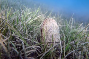 Kod Vrsi pronađena živa plemenita periska: "Do sad najveća koju sam vidio od kad su počele nestajati"