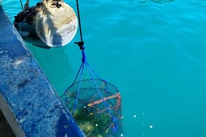 Vlada potvrdila Odluku o korištenju pomorskog dobra radi uzgoja školjaka u Velebitskom kanalu, na području Općine Starigrad