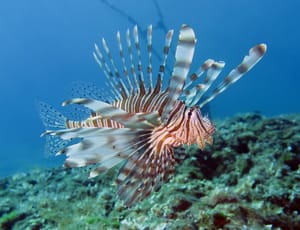 Invazivna vatrenjača stigla i u Telašćicu: "Vidjeli smo dva primjerka!"