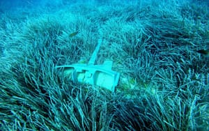 A DI SE TI SIDRIŠ? Hoće li se morske cvjetnice bolje zaštititi suradnjom sa susjednom Italijom?