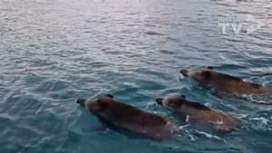 VIDEO: KUDA PLIVAJU DIVLJE SVINJE? Veliko krdo uhvaćeno u "selidbi" kod Malog Lošinja