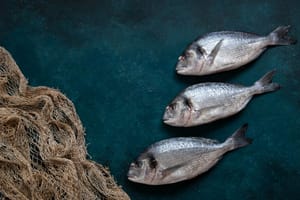 SEZONA ORADA Kod ribara kilogram od 8 eura, u ribarnicama i do 30!