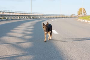 BUDITE OPREZNI Uočen pas na autocesti između Benkovca i Vodica !