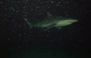 Kameru s kruzera usred noći spustio u tamu oceana - pogledajte što je snimljeno