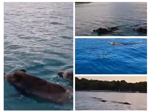 Divlje svinje van kontrole, plivaju u Istri i kod Malog Lošinja, tumaraju okolicom Dubrovnika i Rijeke...