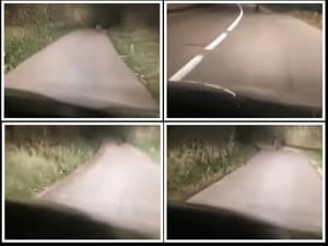 VIDEO Usred noći u središnjoj Istri naletjeli na medvjeda