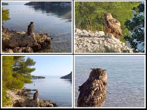 VIDEO Pogledajte ovu sovu koja odmara kraj mora na Šolti: "Nisam mogao odolit!"