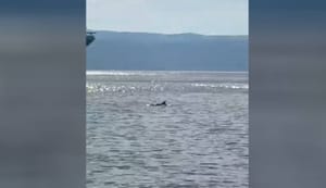 VIDEO Dupin opet snimljen u splitskoj luci