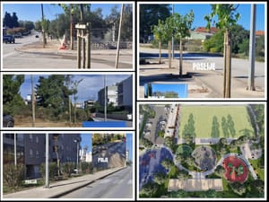 ZELENI PLAN Mnoge Zadrane iznenadila sadnja velikog broja stabala - Gradonačelnik Erlić za Morski HR: "Ovo je najopsežniji program ozelenjivanja grada u posljednjem desetljeću!"