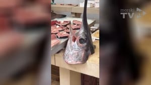 VIDEO Sabljarka je jutros atrakcija živahne splitske Peškarije