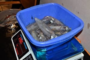 NA OLIGNJE 2025. U Dubrovniku održano natjecanje u lignjolovu