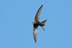 Pokrenut izbor Ptice godine 2026. - ovo su kandidati!