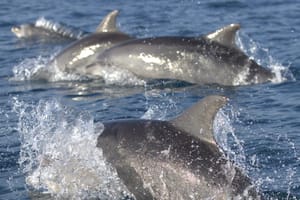 Druženje s više od sto dupina uz istarsku obalu: "Najbolji dan u mom životu!"