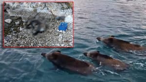 U uvali na otoku Žirju pronađena tri uginule divlje svinje - Znate li da su inače izvrsni plivači?