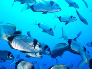 FRATRI Prepoznatljivi stanovnici Jadranskog mora