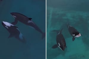 POTRESNA SNIMKA Orke zarobljene u napuštenom vodenom parku u Francuskoj lome srca javnosti