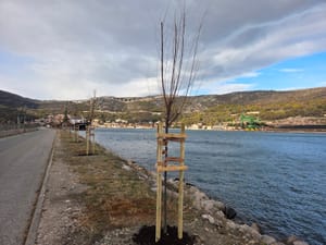 I u Bakru zasađena stabla u sklopu projekta "Hrvatska prirodno tvoja"