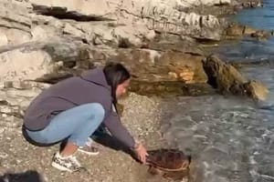 Na Mljetu spašena glavata želva Nika! Pogledajte video njezinog puštanja natrag u more