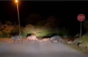 Počinje lov na divlje svinje, čagljeve i lisice u Vodnjanu i nekoliko drugih istarskih naselja!