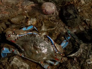 Lov na plavog raka u Ninskoj laguni: "Primiti ga u ruku pravi je izazov zbog velikih i snažnih kliješta"