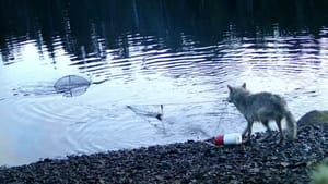 VIDEO Ljudi ostali šokirani kad su vidjeli tko krade mamce iz vrše za rakove