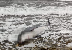 VIDEO Uginuli dupin nasukan na supetarskoj plaži vjerojatno uginuo u mukama - Stručnjak: "Ovo je vrlo mogući uzrok..."