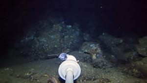 VIDEO Spustio kameru na dno mora i snimio otkriće koje je zbunilo stručnjake: Je li ovo nova vrsta ribe?