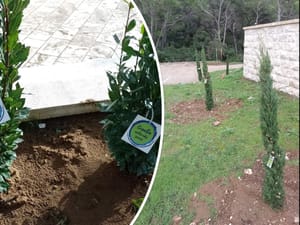 Na šumskom Mljetu turistička zajednica posadila 16 stabala: "Hrvatska prirodno tvoja"