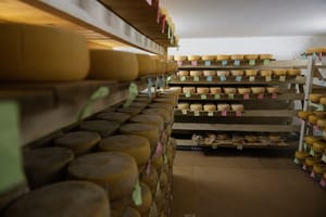 U CIJELOJ EU Zaštićen istarski ovčji sir, slijede li kobasice, tartufi i rakija?