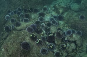 Znanstvenici zbunjeni otkrićem u Jadranu: "Ova vrsta nikad se ne okuplja u ovolikom broju, pogotovo ovdje..."