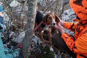 HGSS Zadar spasio psa koji je upao u rupu