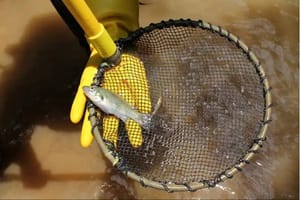 TROPSKI BAKALAR Ribi koja se milijunima godina skrivala od svijeta prijeti izumiranje