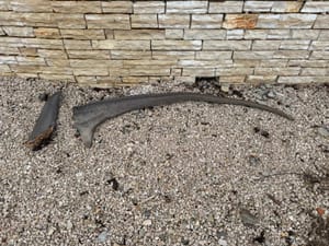 U blizini paškog mosta netko bacio peraje zaštićenog morskog psa - lisice, kazne za ulov su rigorozne!