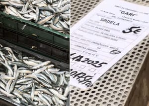 "LIP RUČAK ZA PET EURA" Skromna ponuda sa splitske peškarije