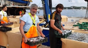 POSLJEDNJI ROVINJSKI PLIVARIČARI Produljuje se obustava ribolova, sve je veća šteta od tuna, papalina nestala, sve sitnije srdele i inćuni