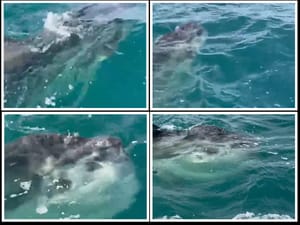 Predivno morsko stvorenje u Tršćanskom zaljevu