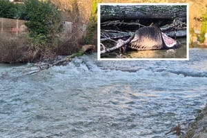 Netko je u Crikvenici divljoj svinji odrezao butove i bacio je u rijeku