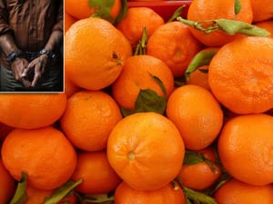 Bosanac i Hercegovac sa Srbinom 55 kilograma kokaina sakrio među mandarinama: "Trebao je završiti u Poreču"