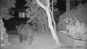 Medvjedi siju strah po zadarskom zaleđu: "Bojimo se"