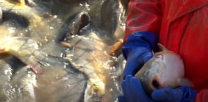 U punom jeku izlov slatkovodne ribe - Spremno više od 1000 tona