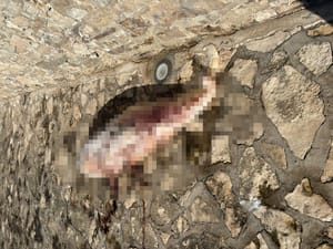 SVE VIŠE IH UGIBA Leš dupina pronađen na novigradskoj rivi (Upozoravamo na uznemirujuće snimke!)