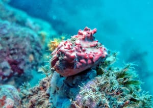 NOVO ISTRAŽIVANJE Institut za oceanografiju i ribarstvo: "Kunjke su nekada sporije rasle i živjele dulje, no sve se promijenilo!