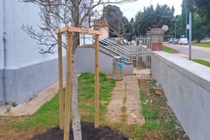 ZELENI POREČ Više od 800 novih sadnica stiže u grad!