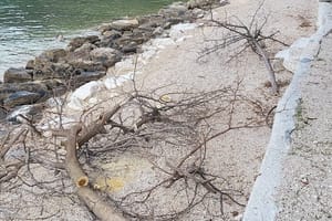 DEVASTACIJA NA PLAŽI Netko je na Marjanu posjekao dvije murve, sve prijavljeno policiji: "Taman su počela stvarati hlad!"