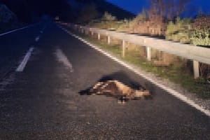 Životinjski leš na cesti u blizini Savra na Dugom otoku